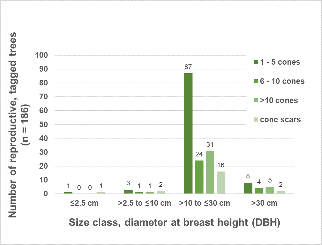 Bar chart of cone count in whitebark pine trees by size class.