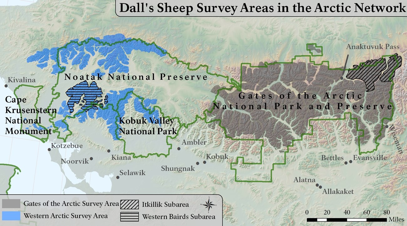 A map of survey areas in the Arctic Network. Western Baird mountains are depicted in blue and cover areas in or near Cape Krusenstern NM, Noatak NP, Kobuk Valley NP, and Gates of the Arctic NPP.