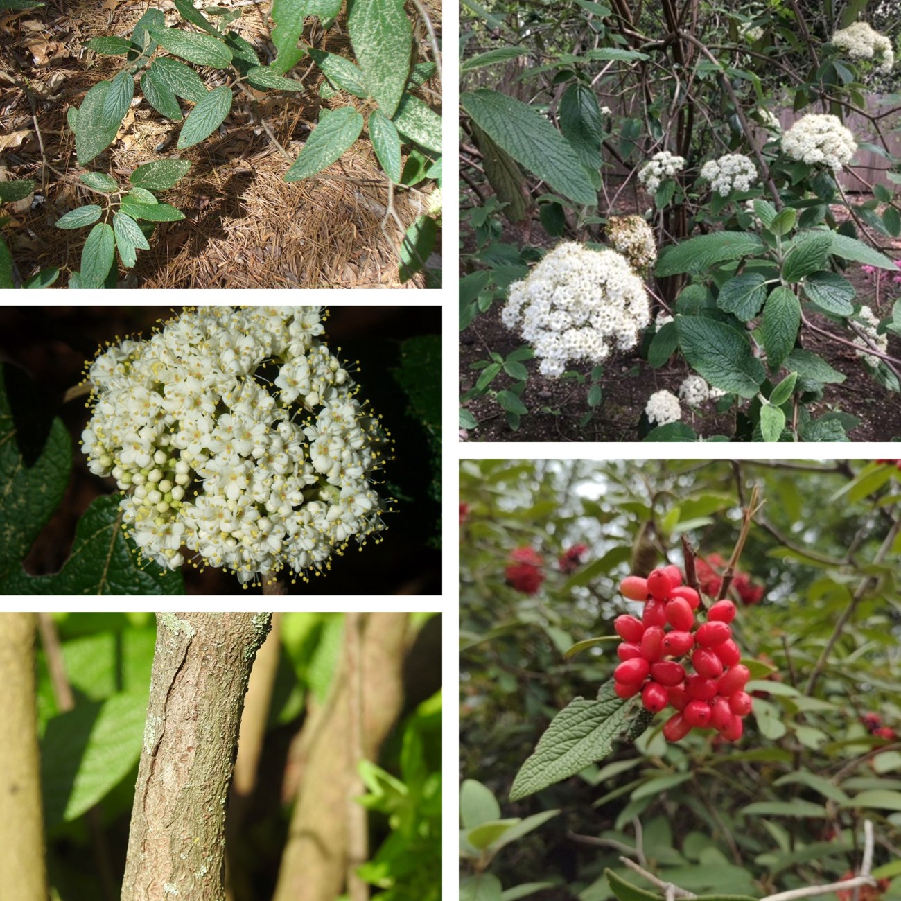 Collage of viburnum rhytidophilloides including photos of flowers, berries, bark, leaves, and entire plant
