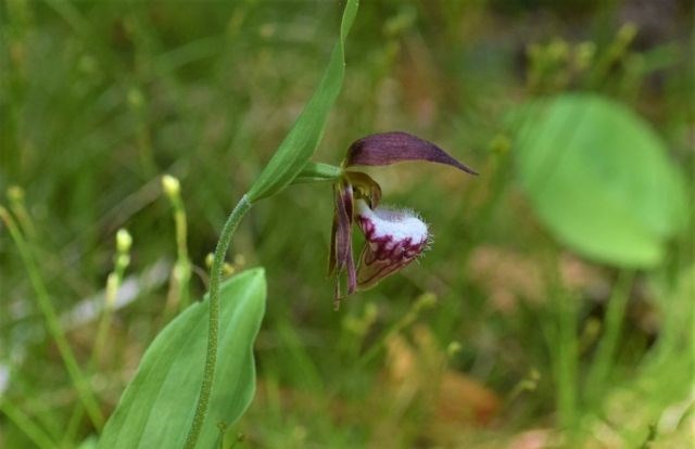 close-up of purple orchid