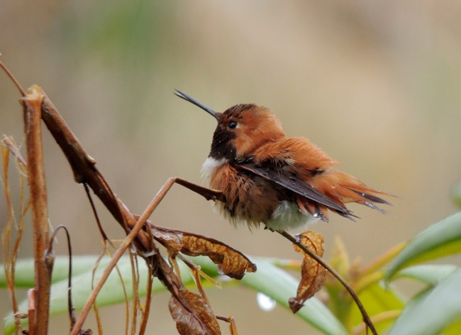Rufous hummingbird Long-beaked reddish bird on a branch