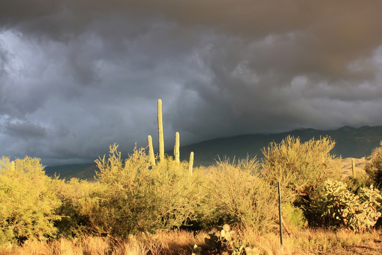 Dark gray clouds roll over a mountain as saguaros and desert trees and shrubs are bathed in sunlight.