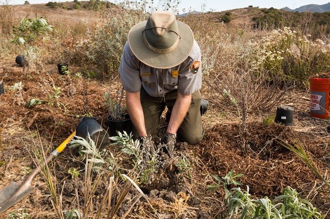 a person in national park service uniform plants native plants