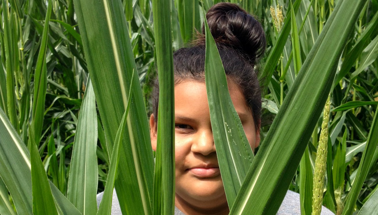 The face of a girl partially obscured by leaves of corn in a field.