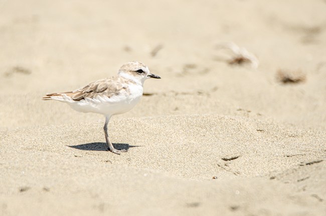 Small shorebird with tan and white plumage blending in with the beach sand.