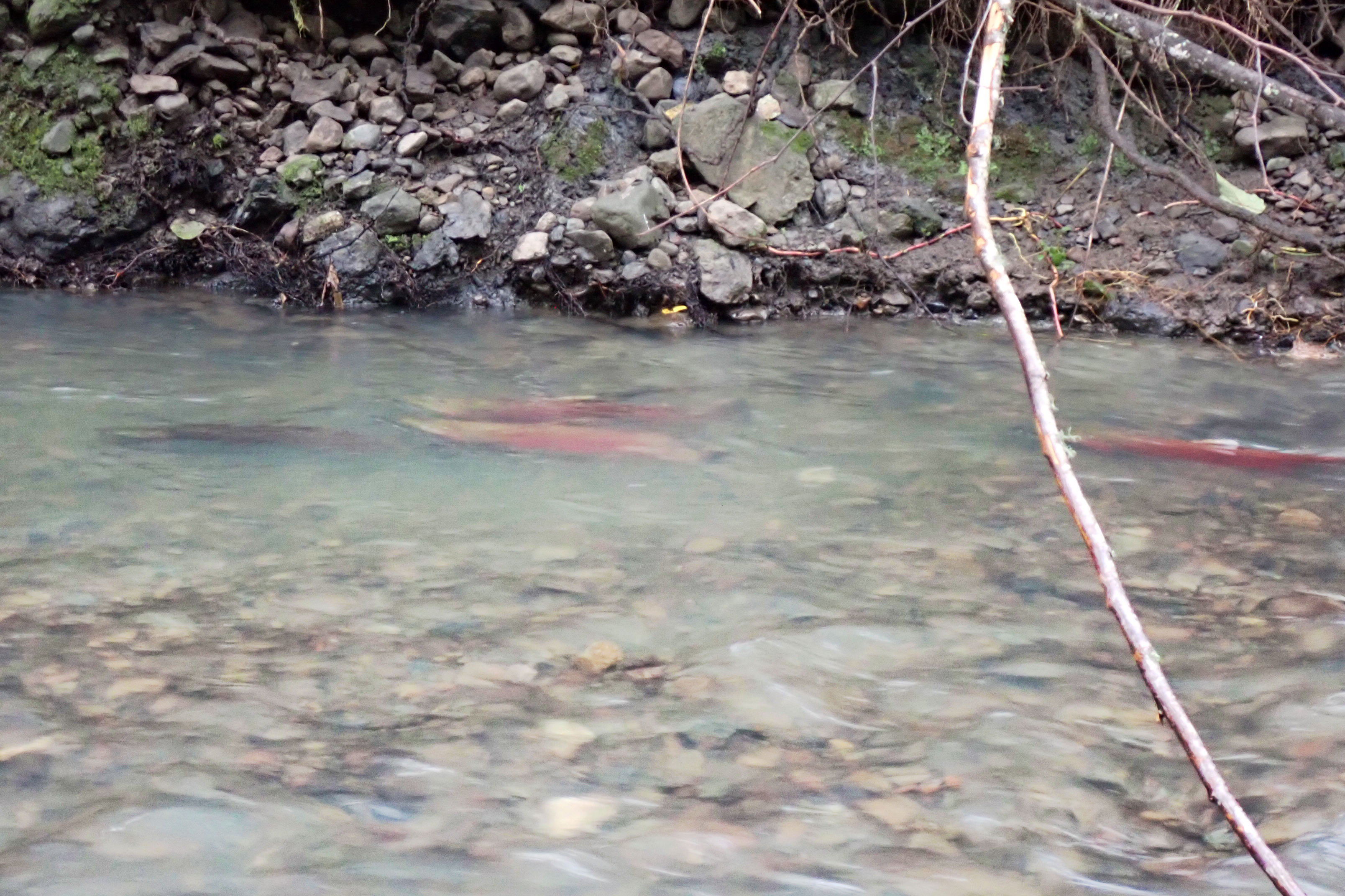 It's fishing time in the woods as the rains replenish the rivers