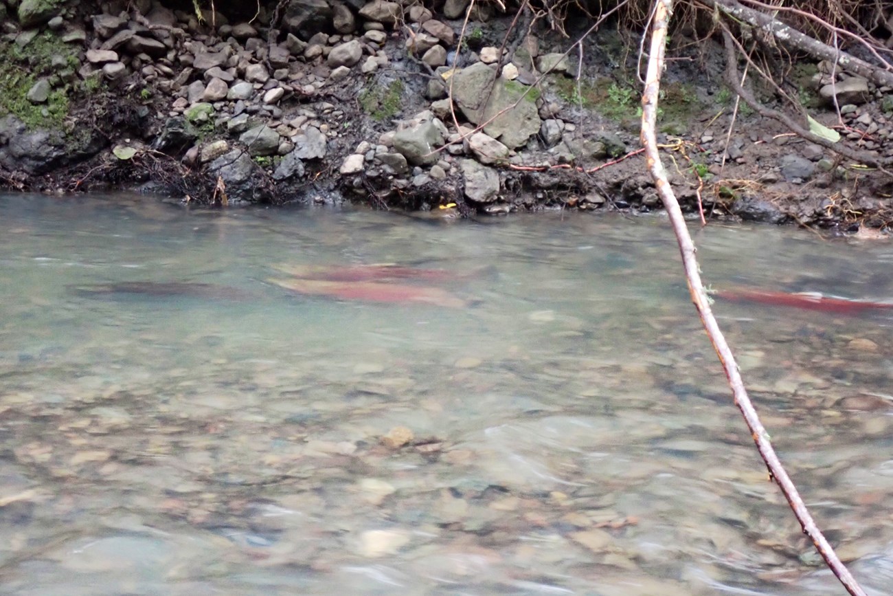 At least three large fish with red sides swimming against the current of a briskly flowing creek.