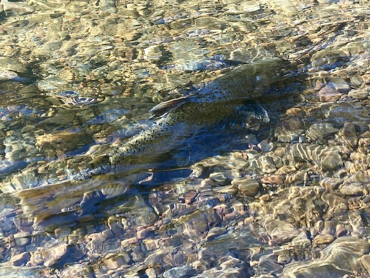 Large fish swimming against the current of a clear, shallow, gravelly creek.