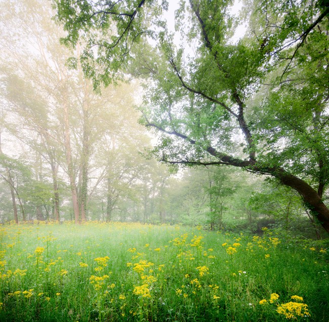 A field of yellow flowers edged with trees