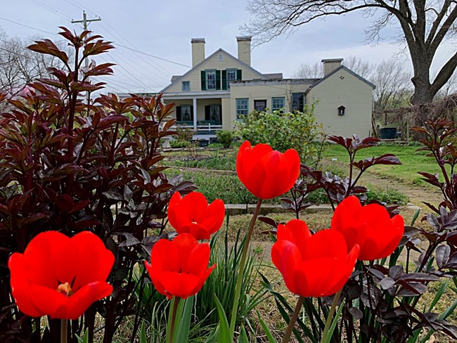 Bright red tulips in front of a yellow historic home