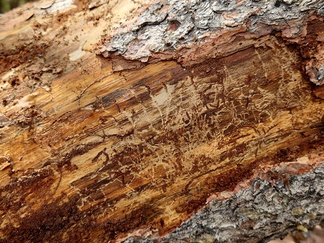 Bark beetle galleries or paths in the wood of a dead pine can help identify the type of beetle damaging a tree.