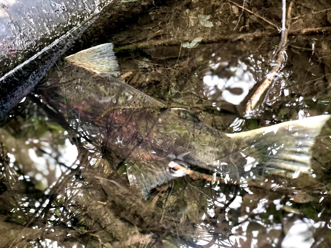 A salmon tail poking out from under a log in a stream