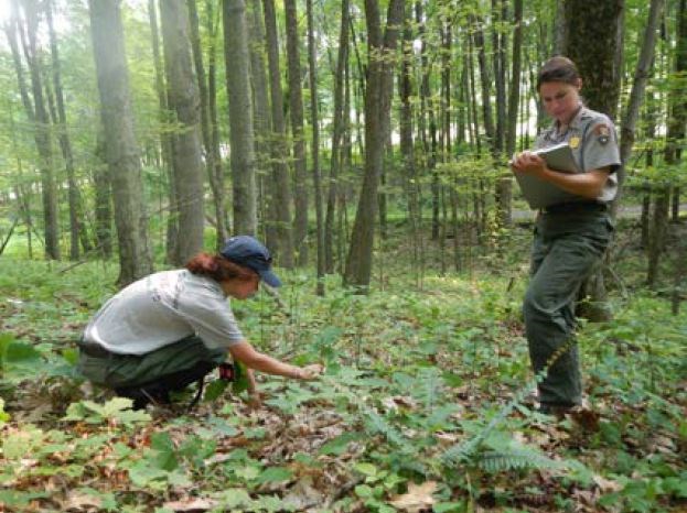 Forest monitoring. Two people collecting information on tree seedlings
