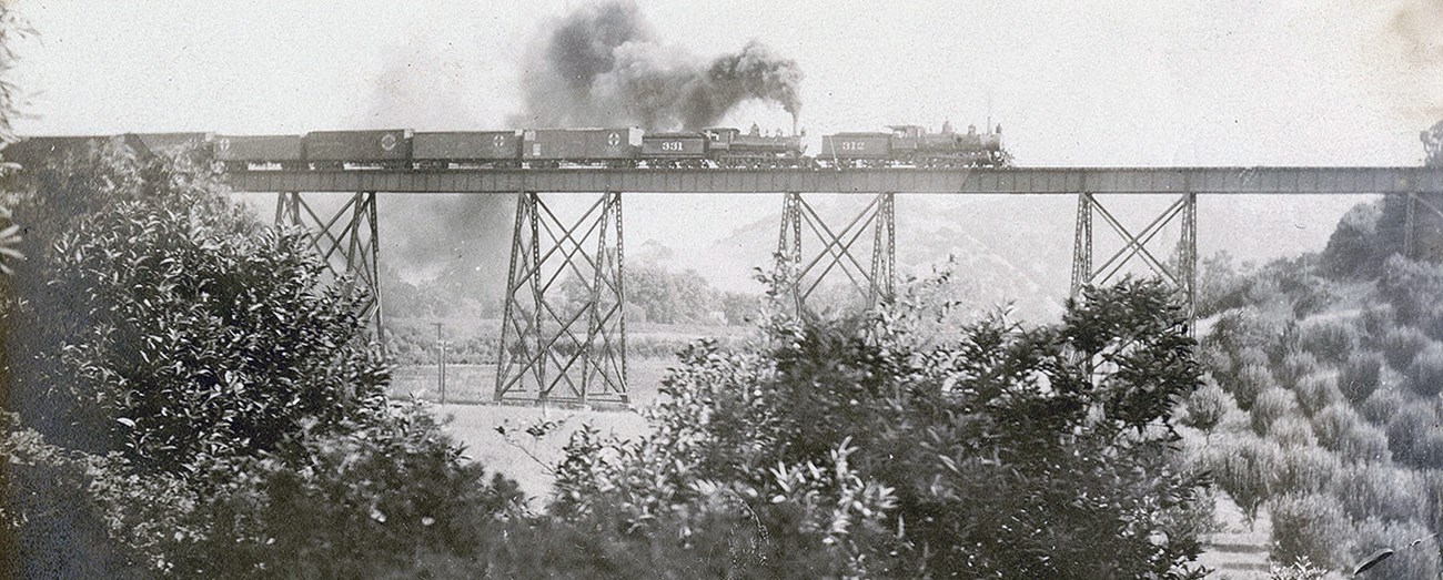 Steam locomotive with eight car crosses raised train trestle passing through orchards.
