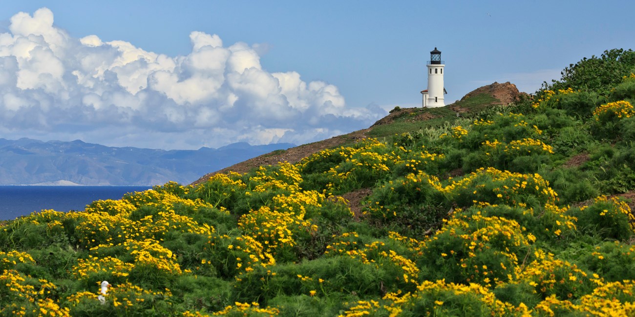 An island covered in yellow flowers, with a lighthouse.