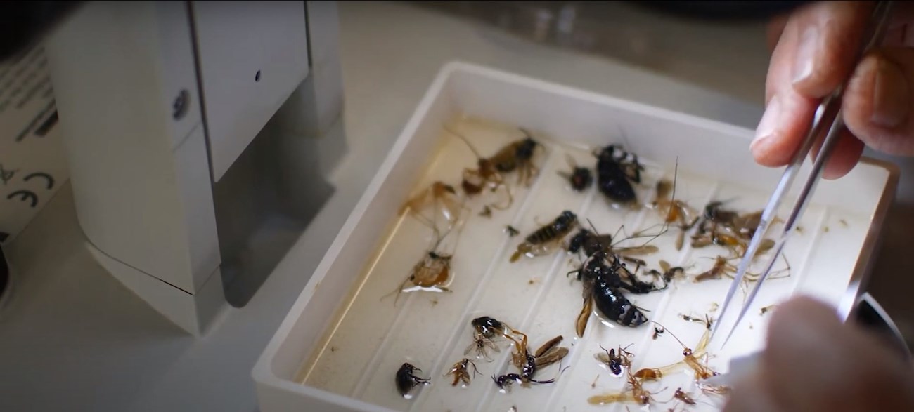 sorting insects A hand holding tweezers is poised over a square dish scattered with insect specimens