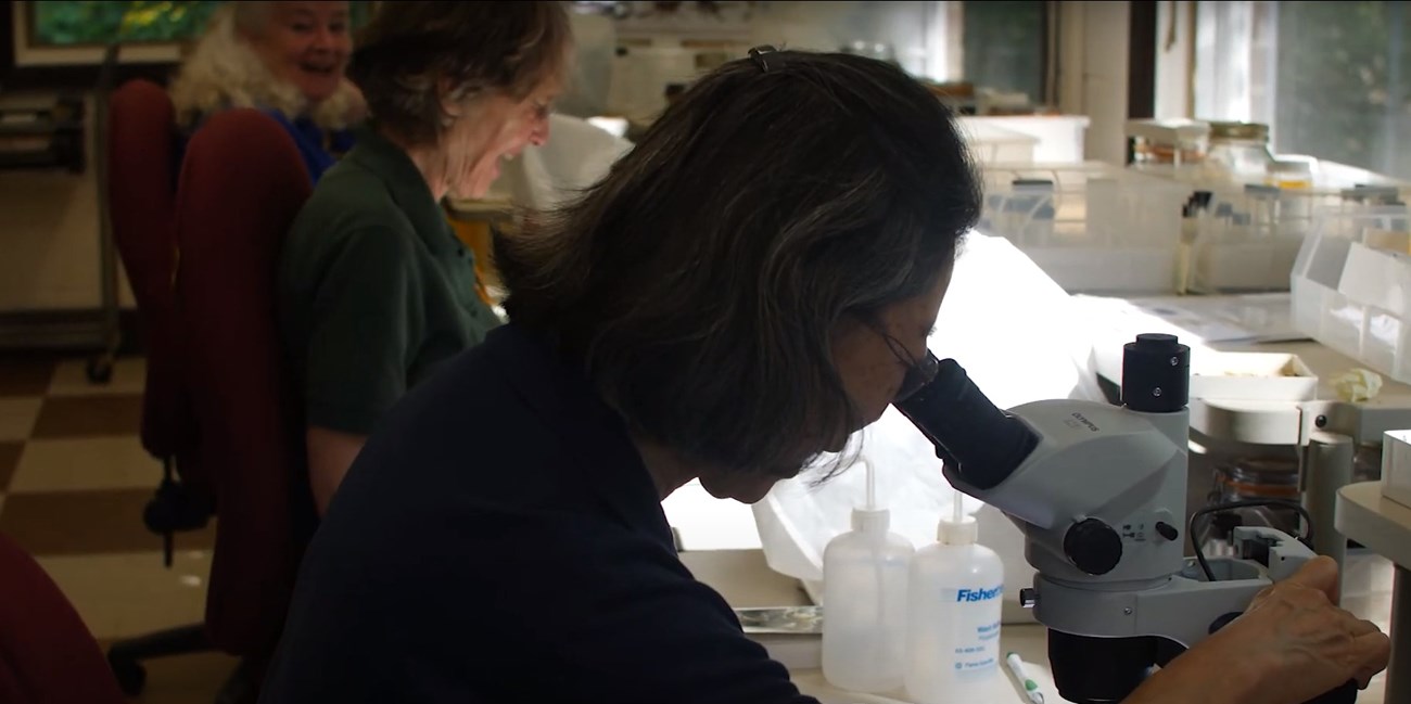 Bug Lab volunteers Three seated women peer into microscopes in a lab.
