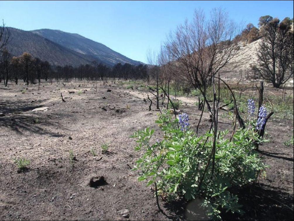 Native lupine growing after the Strawberry Fire.