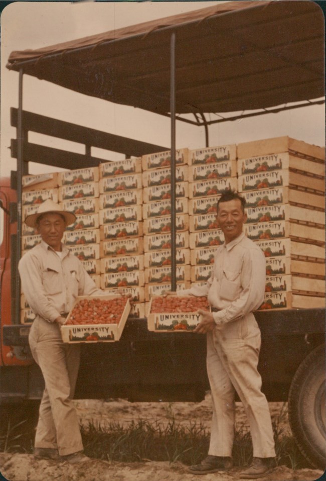 Black and white photo. Seima and Tad Munemitsu hold crates of strawberries in front of a truckbed piled high with other crates. They are both wearing work clothes with long sleeves and pants. Seima wears a hat with a broad brim.