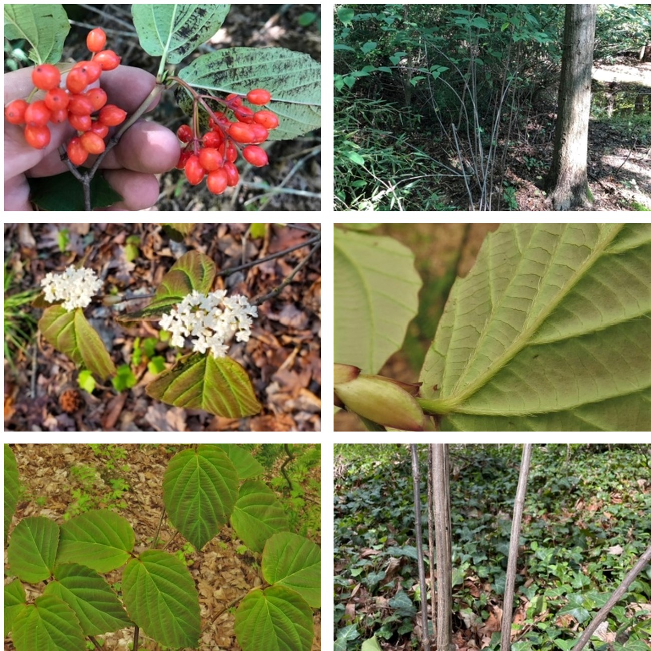 Collage of viburnum setigerum photos including fruit, flowers, leaves, bark and entire plant