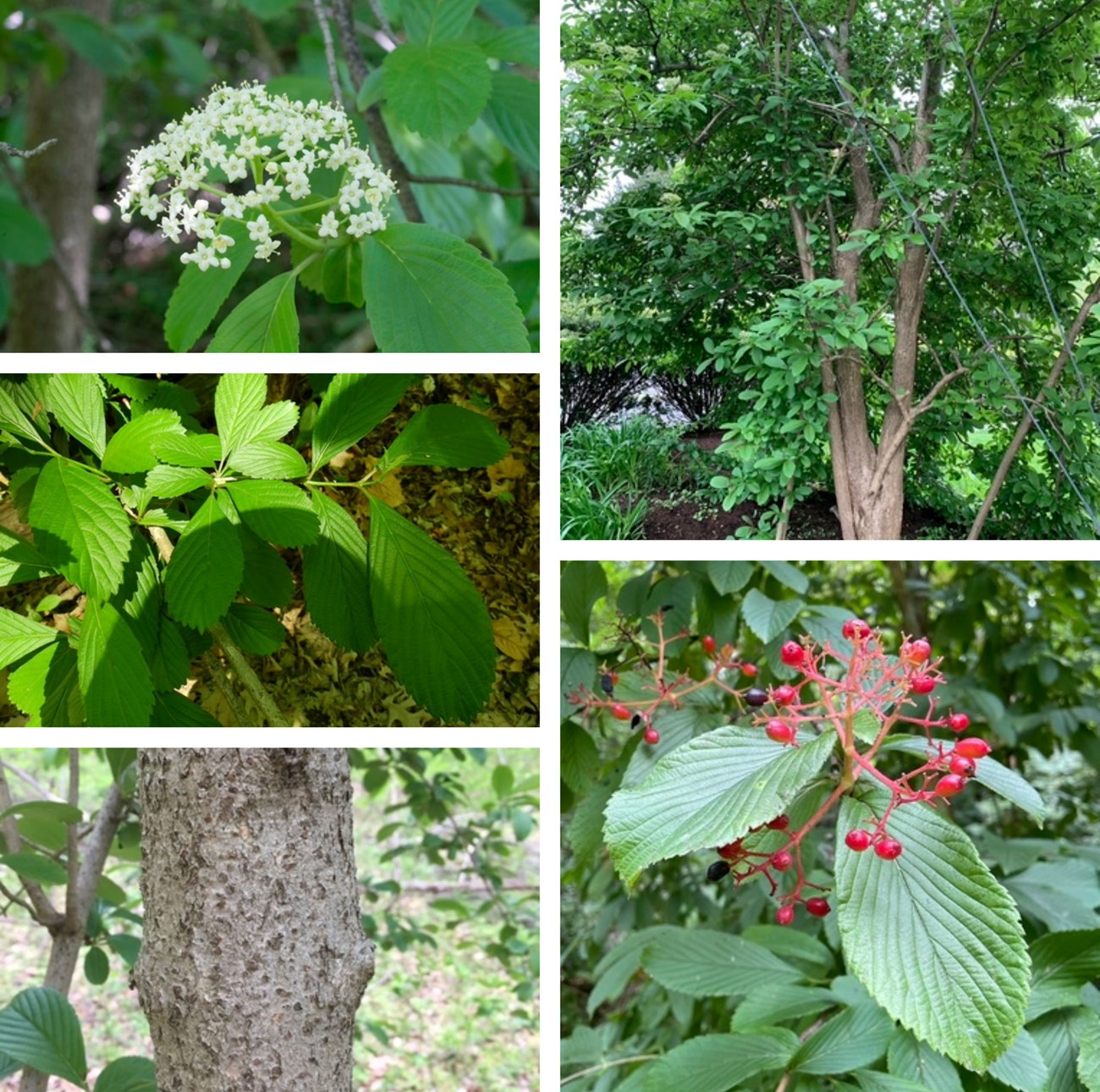Collage of viburnum sieboldii including photos of flowers, fruit, leaves, bark, and the entire plant