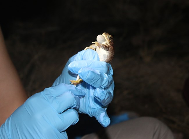 A toad with a slightly inflated throat, held in gloved hands. A cotton swab is visible in the lower portion of the photo.