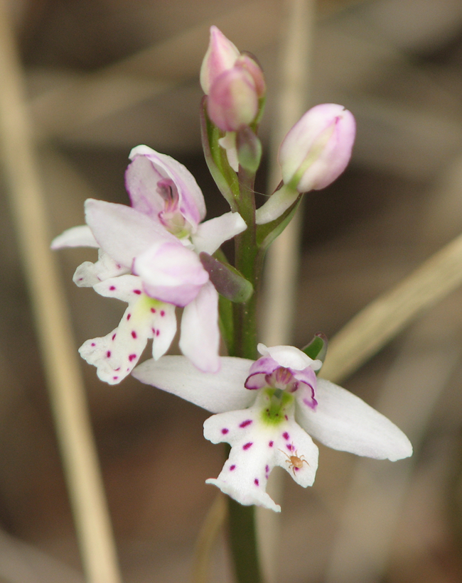 Small round-leaved orchid Two blooming flowers on a stalk with two closed buds. The open flowers are white with a green center. There is a light pink blush on the outside of the four petals. The bottom-most petal has three lobes and pink spots.