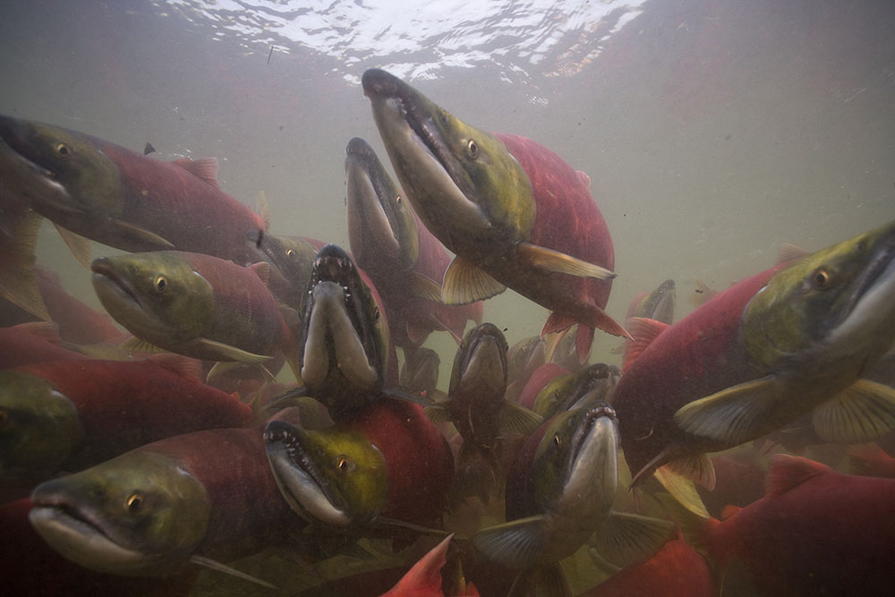 Fall chum and the coho salmon runs on the Yukon River remain too low to  open subsistence harvest