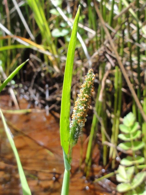 Flowering grass stem, with reddish, marshy water out of focus in the background.