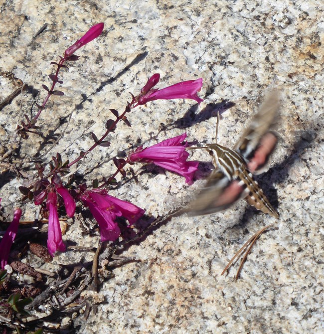 Large striped month with hummingbird like wings and feeding behavior as it hovers over a pink tube-shaped flower.