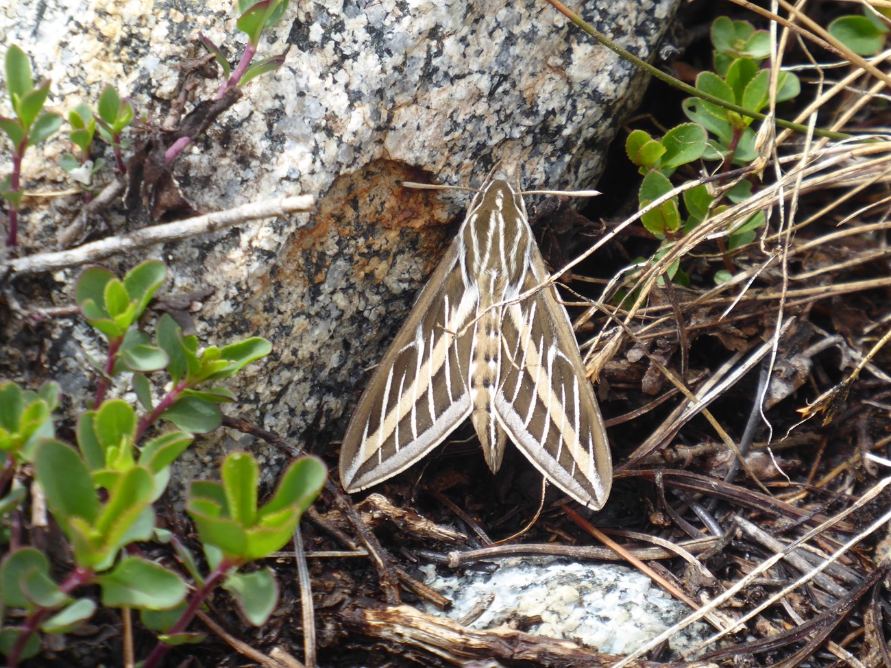 A view of a white-lined sphinx moth showing the brown wings with wide stripes down the center and ends of the wings and narrow white vertical stripes.