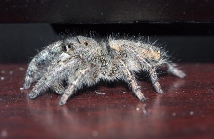 side view of jumping spider side view of jumping spider