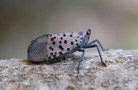 An insect with spotted wings sits on a piece of wood.