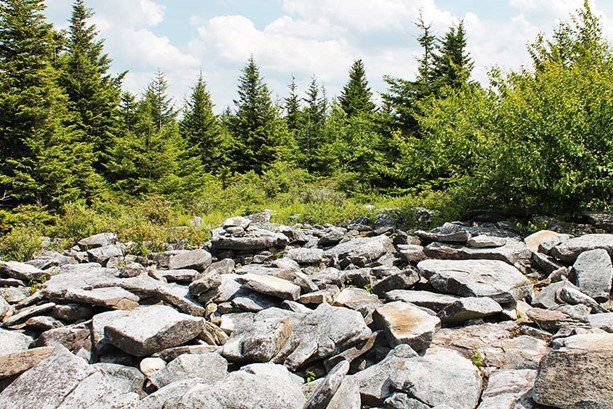 Spruce Knob Rocks and trees.