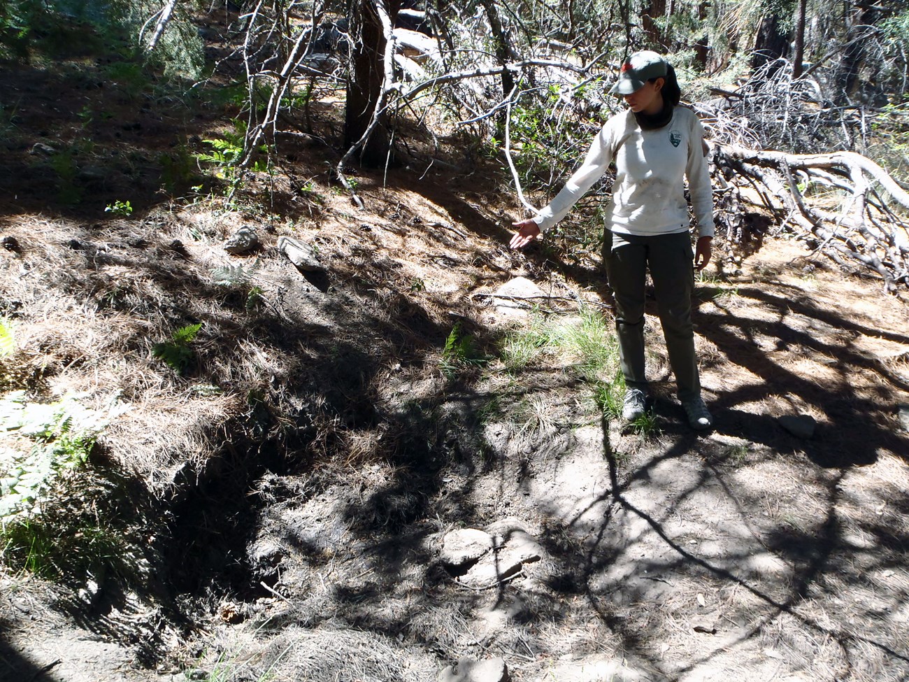 Spud Rock Spring A person pointing at a long narrow depression in the forest floor on the edge of a slope covered in pine needles.