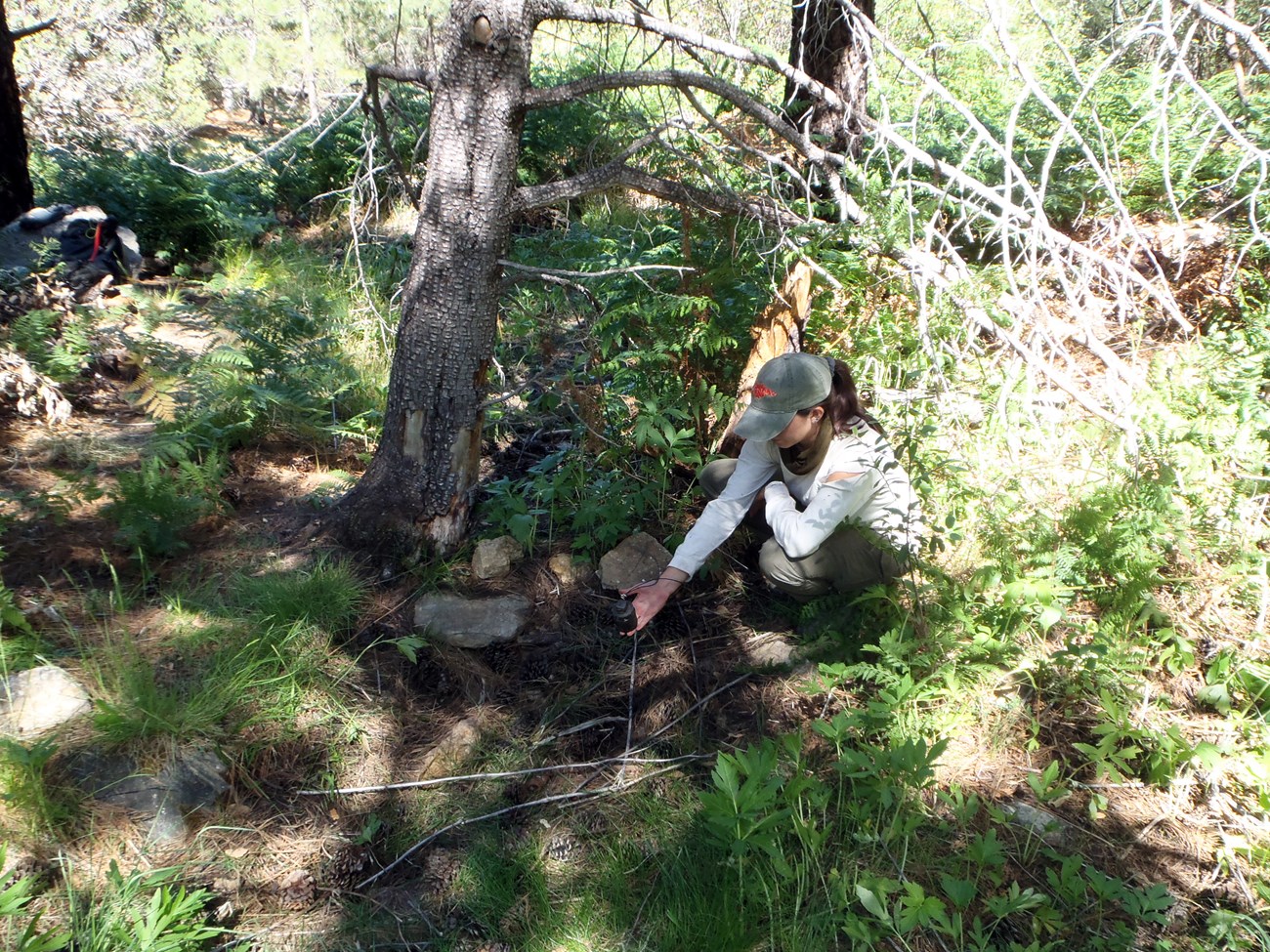 A person sitting on the forest floor holding a small, cylindrical, plastic sensor above the ground where it was found buried in sediment.