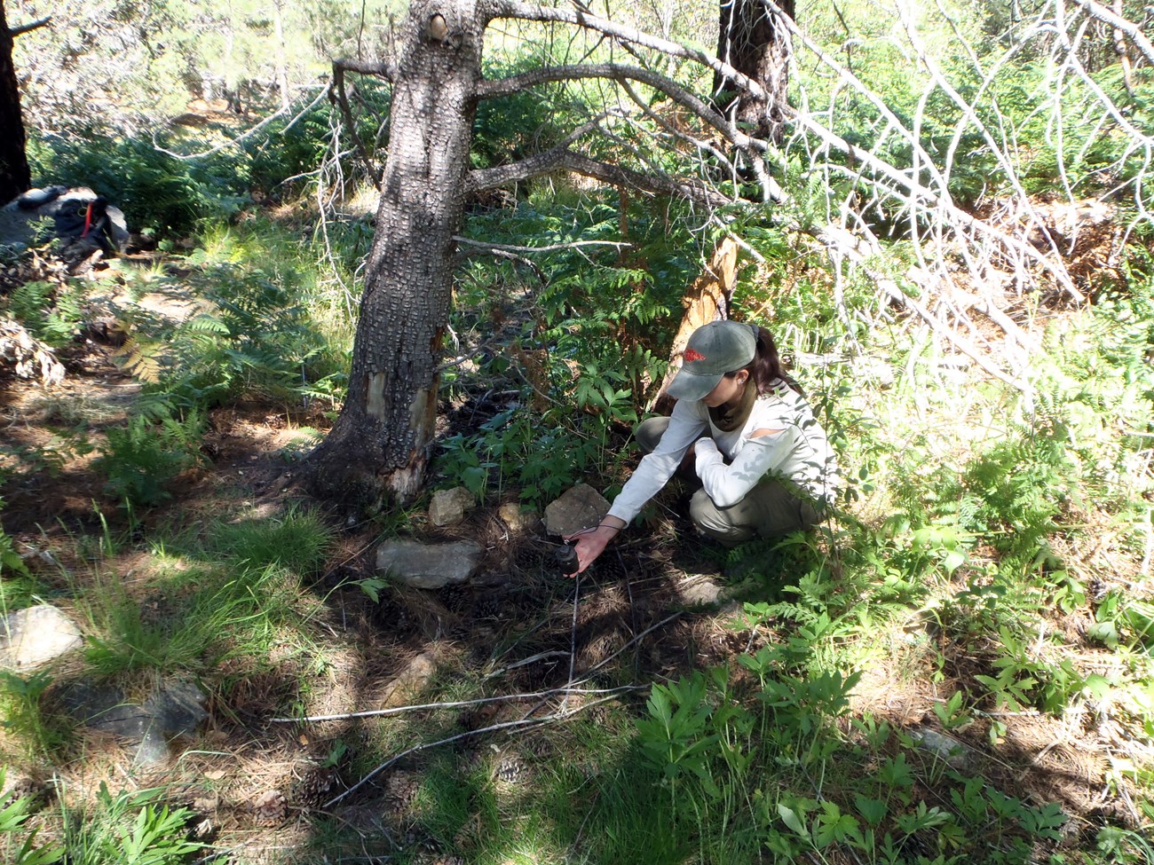 Spud Rock Spring A person sitting on the forest floor holding a small, cylindrical, plastic sensor above the ground where it was found buried in sediment.
