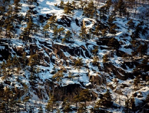 A snow covered cliff with coniferous trees interspersed.