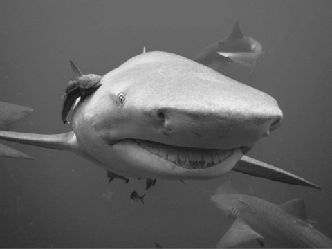 Lemon shark