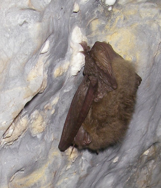 A bat on a cave wall