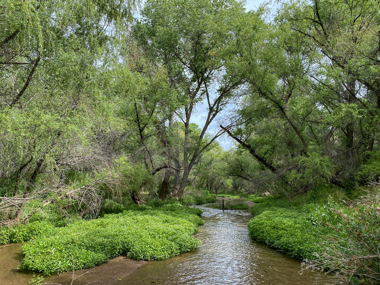 A river flows through tall, lush green trees, grass, and bushes.