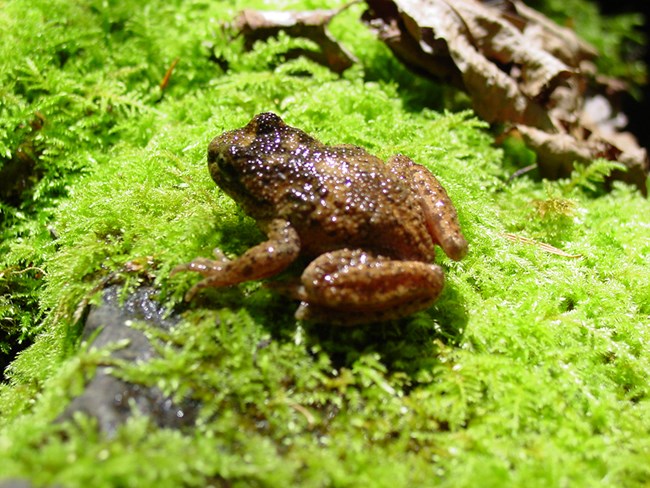 Small brown frog with bumpy skin.