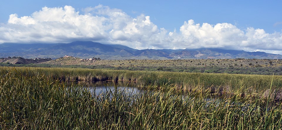 A large pool of water surrounded by tall rushes in a valley below the mountains.