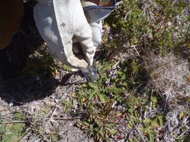 A staff member removing a bull thistle which is invasive