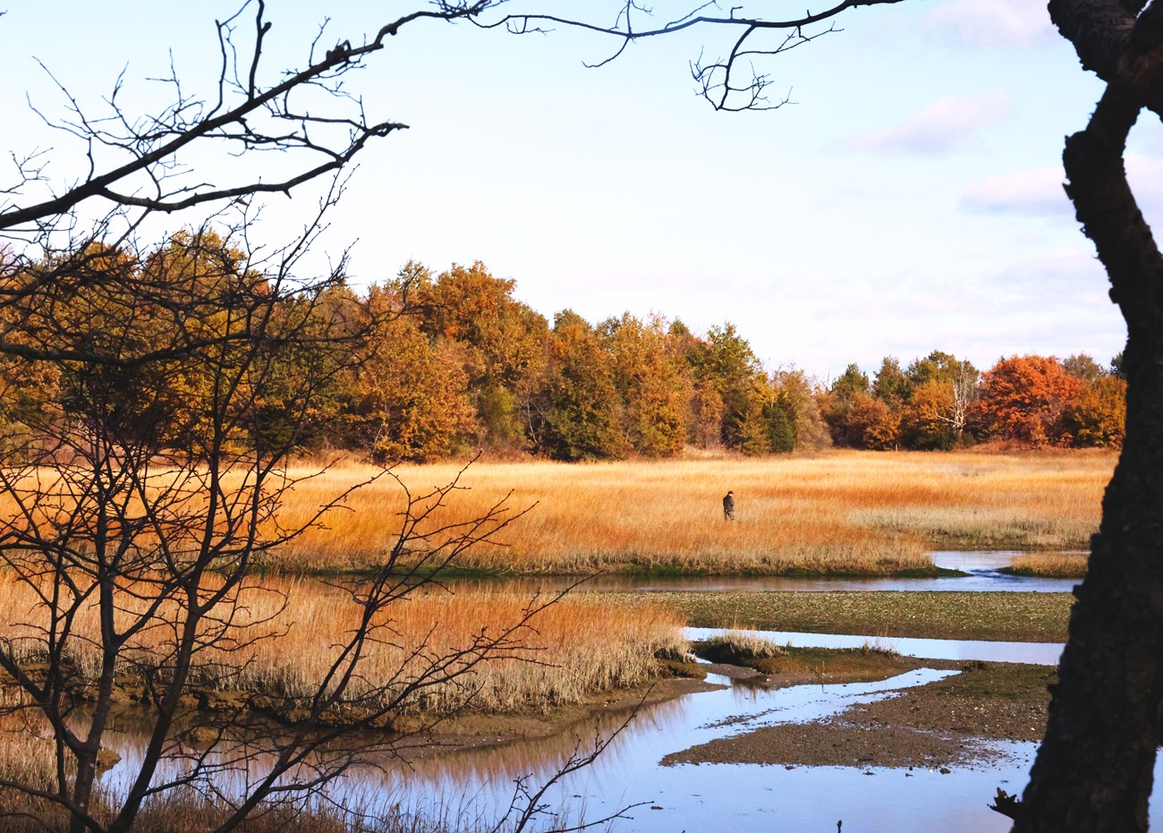 Fields of marsh grass are fringed by channels of seawater and a young adult stands in the grass, waist high. Trees displaying fall foliage line the back end of the salt marsh.