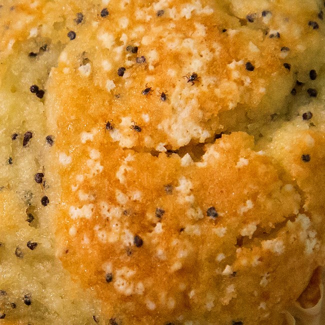 Young black-legged ticks (nymphs) on a poppy seed muffin Young black-legged ticks (nymphs) on a poppy seed muffin