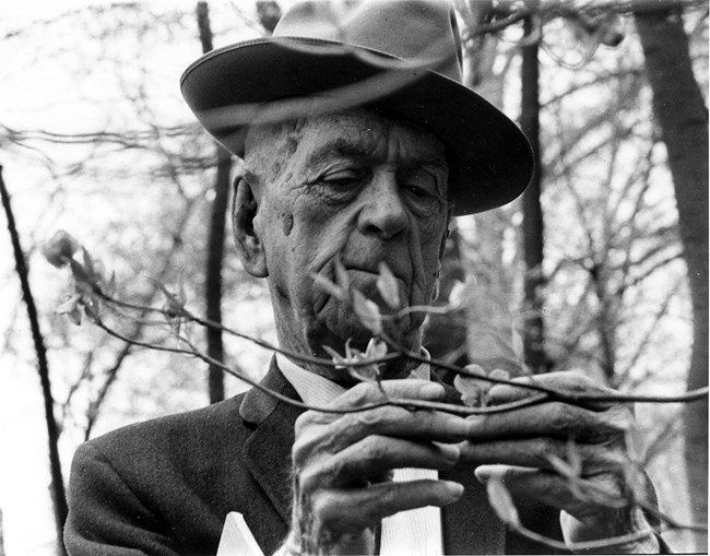 An elderly Freeman Tilden in a hat examines dogwood blossoms