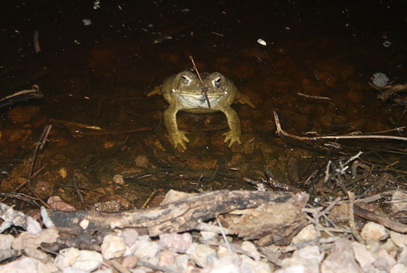 A stout toad sitting in a shallow pool of brown water. The toad has some plant material on their face, and nictitating membranes pulled halfway up their eyes.
