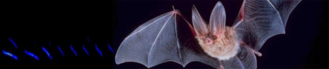 Townsend’s big eared bat (Corynorhinus townsendii) and full spectrum call pattern.