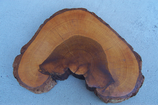 Cross section of a ponderosa from the park the cross section of a tree with two large burned sections on one side